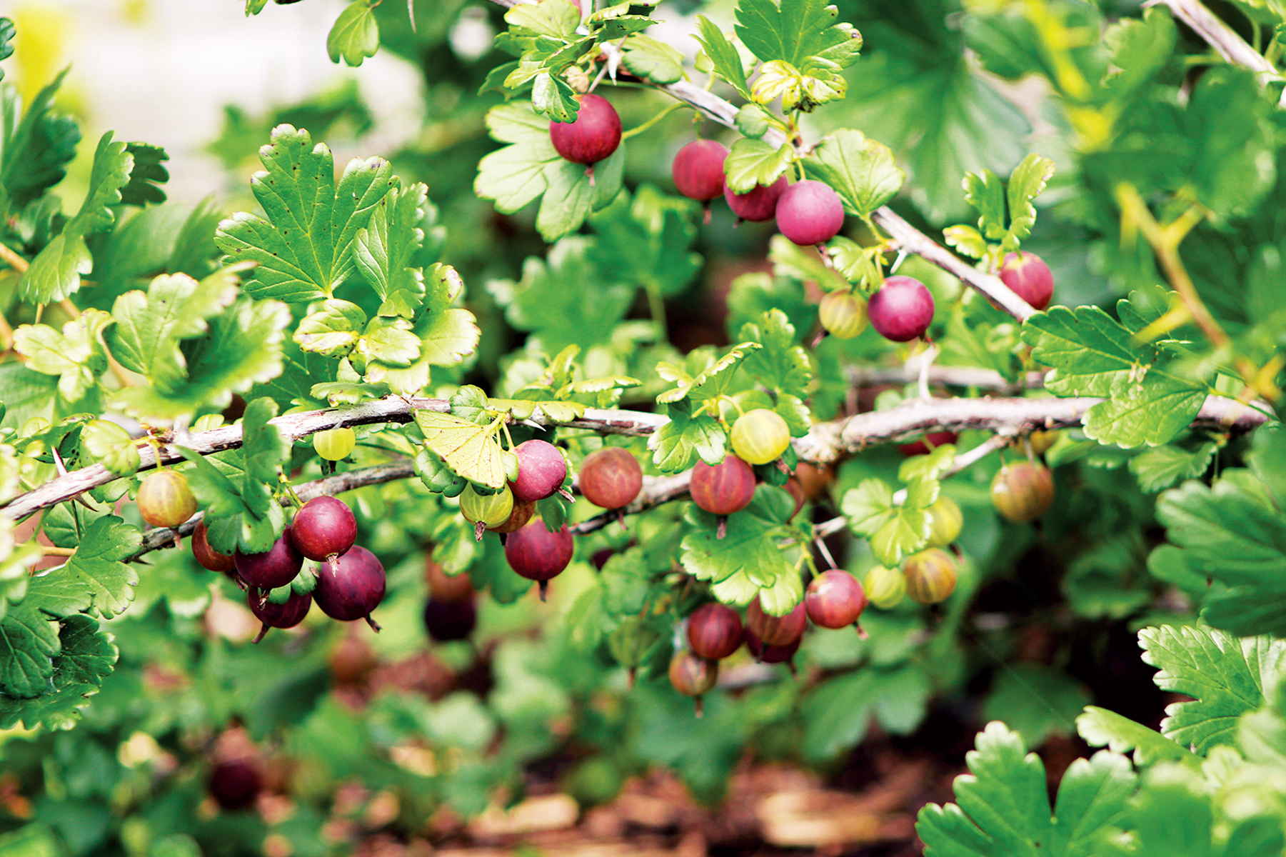 Best Perennial Fruit Plants  Mother Earth News